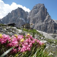 flora e fauna dolomitica presso il rifugio Brentei