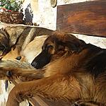 Aki und Kora: unsere Wachhunde