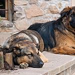 Sleeping corner of the dogs
