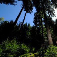 Trekking im Wald in Cavalese  - Ein Bild im Wald von Cavalese
